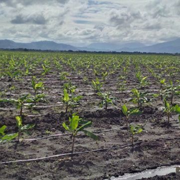Bananenplantage in Trou-du-Nord, Nord Est, Haïti